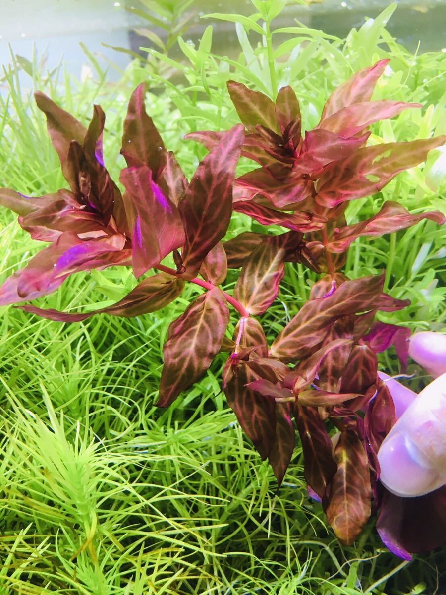 ロタラマクランドラ 斑入り5本 水中葉 無農薬 無害虫(水草)|売買され ...