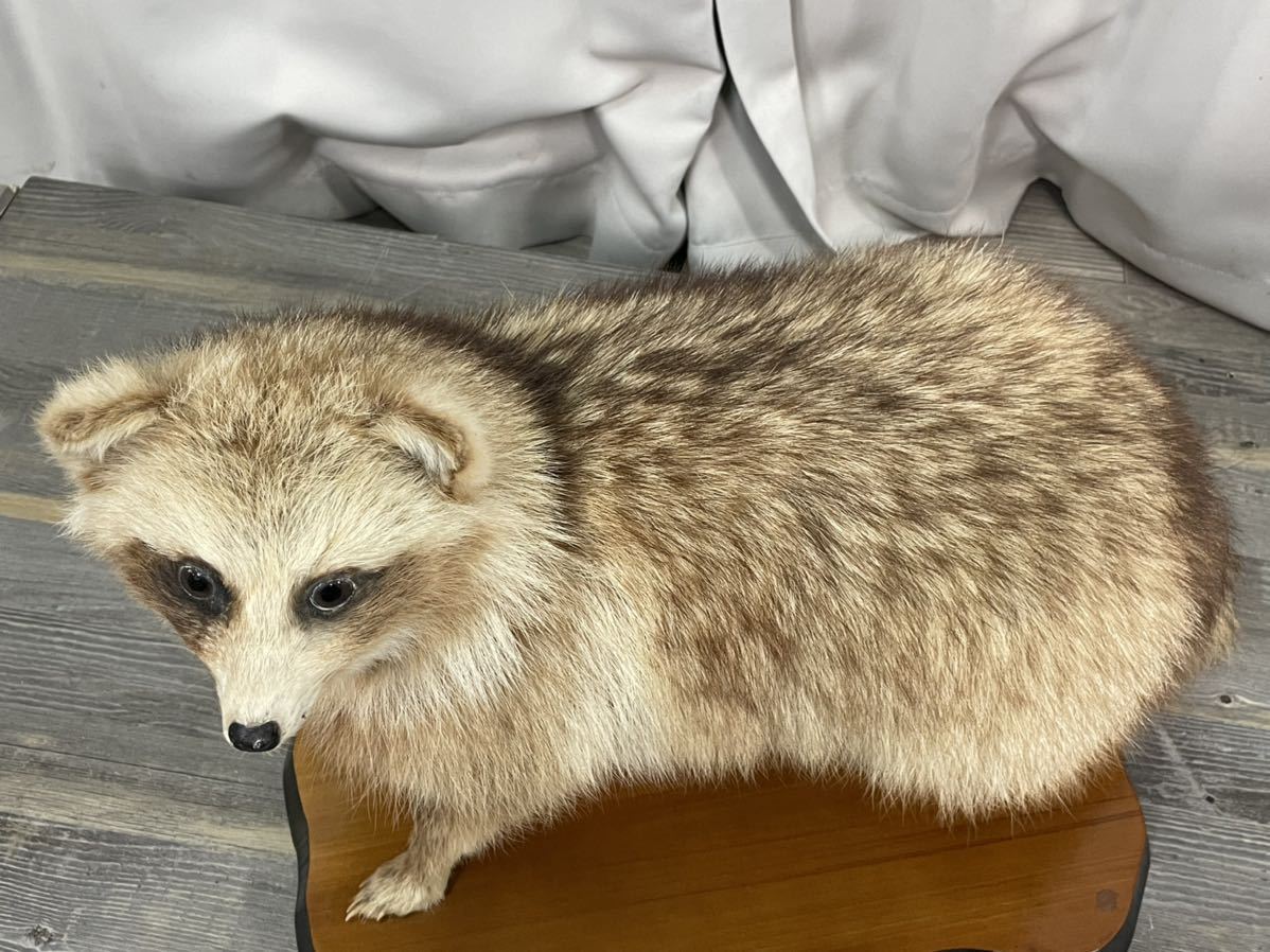 4452 たぬきの剥製 狸 タヌキ(科学、自然)｜売買されたオークション 