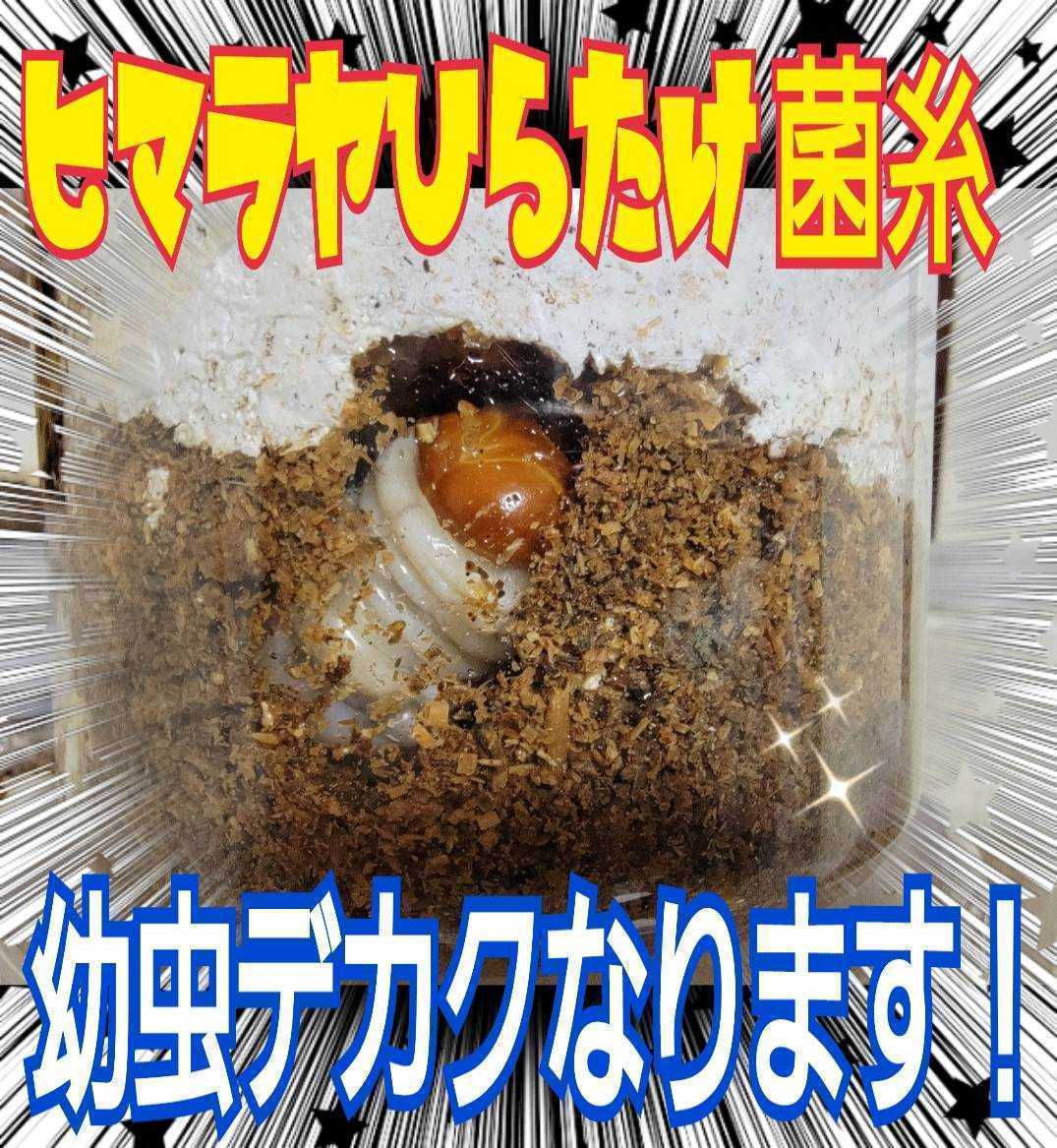 クワガタ幼虫が巨大化！極上ヒマラヤひらたけ菌糸瓶☆1500ml☆特殊アミノ酸強化配合☆こだわりの一番菌だけで作成！ギネス級連発してます！_画像5