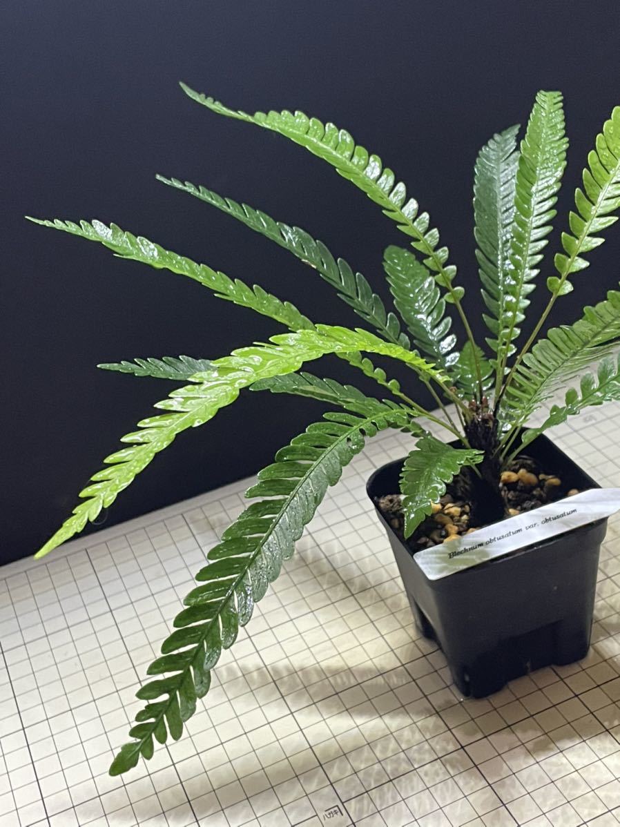 今月限定/特別大特価 obtusatum 正規タグ付親株!!ブレクナム