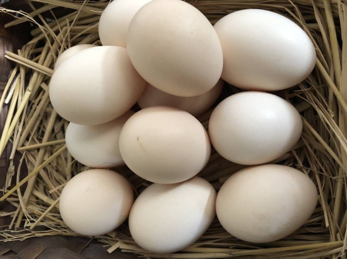 産みたて東京烏骨鶏の有精卵、種卵12個　送料込み（割れ補償込み）_画像2