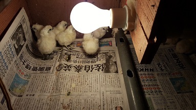 青玉白烏骨鶏の有精卵(種卵）５個(即決で1個と検卵器サービス）_画像3