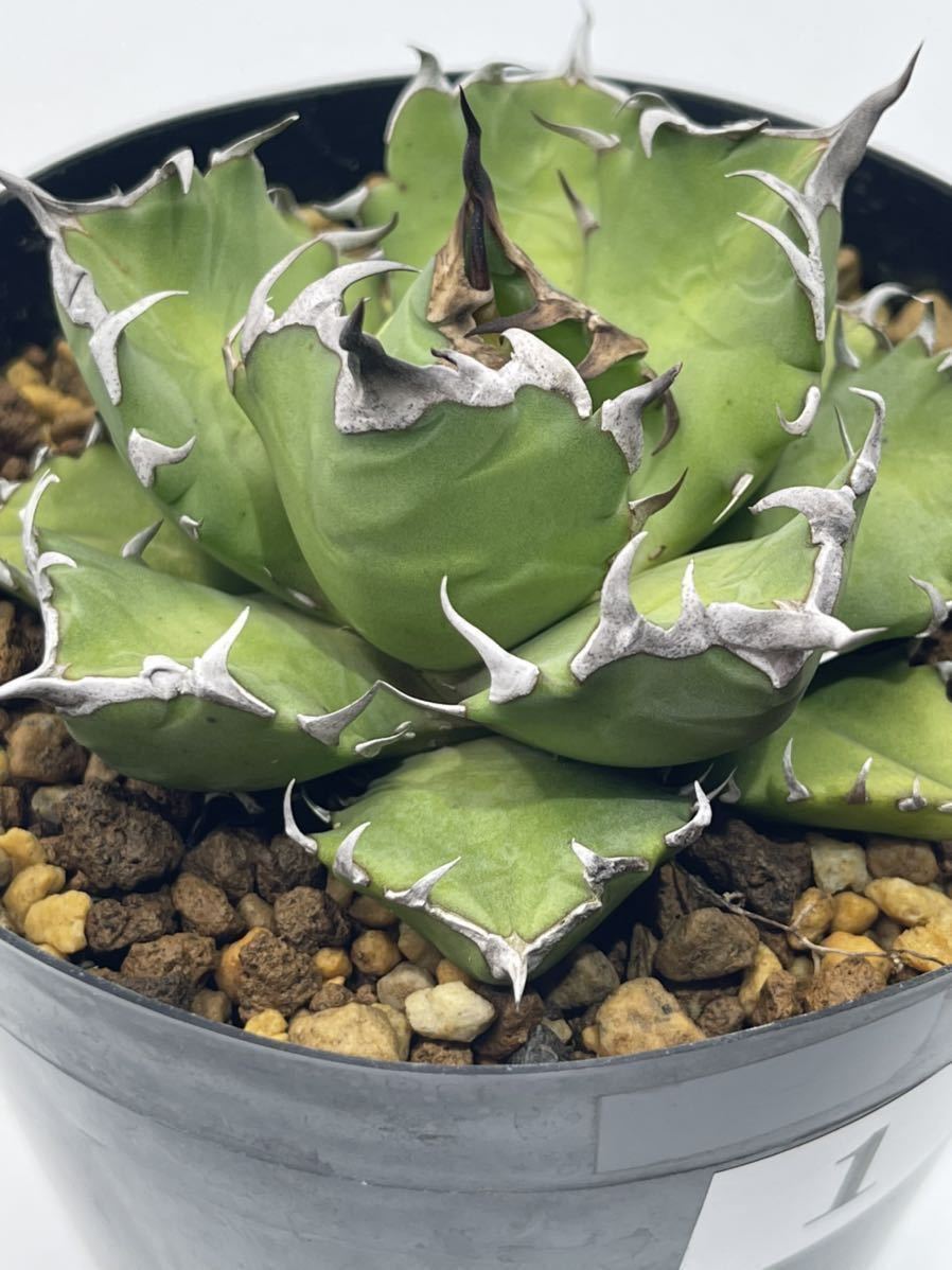 1. アガベオテロイ Agave oteroi 育成株 | pybli.com.my