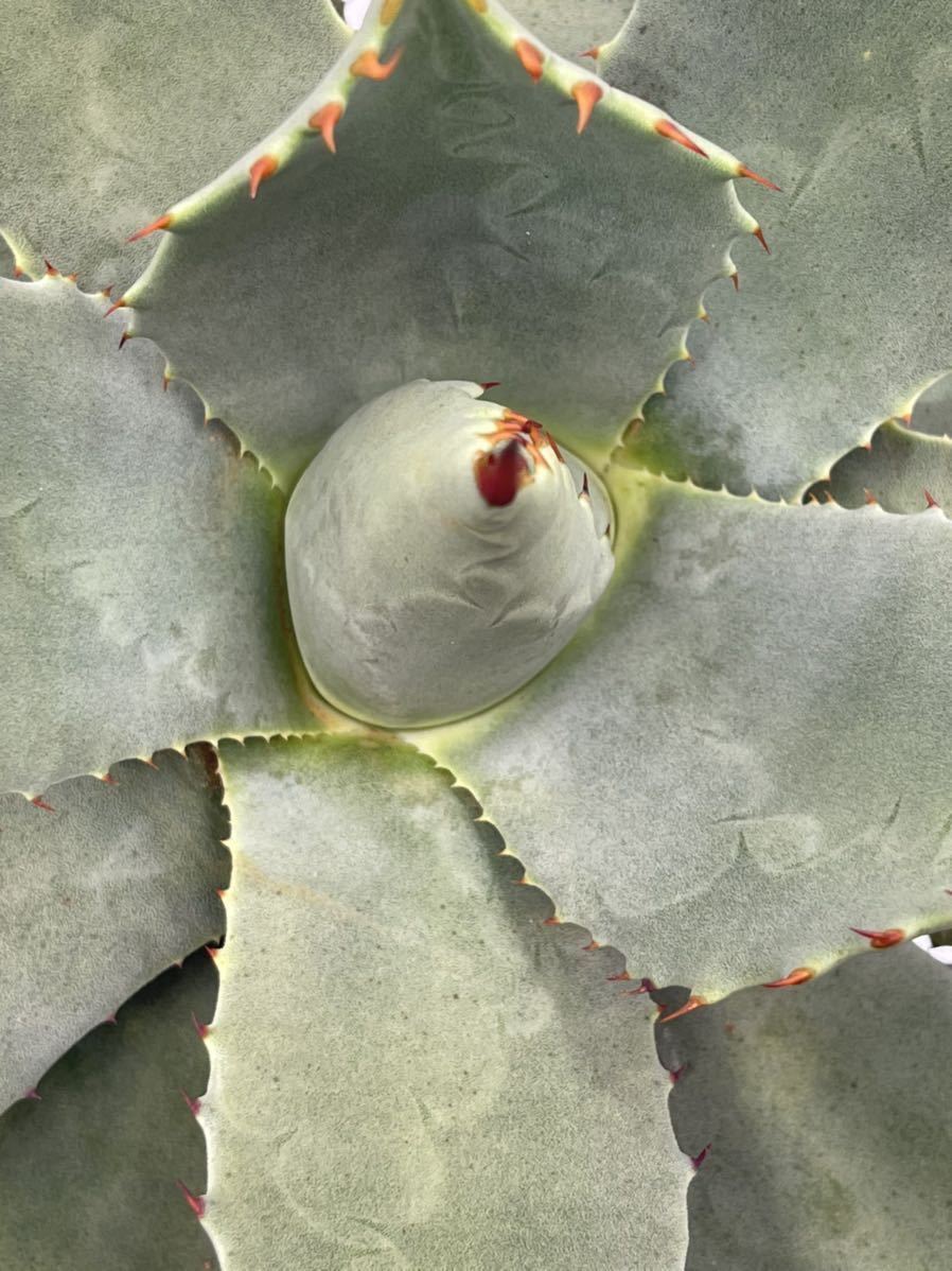 1 Agave Parryi Ssp. Parryi アガベパリー 実生抜き苗 植物 | www