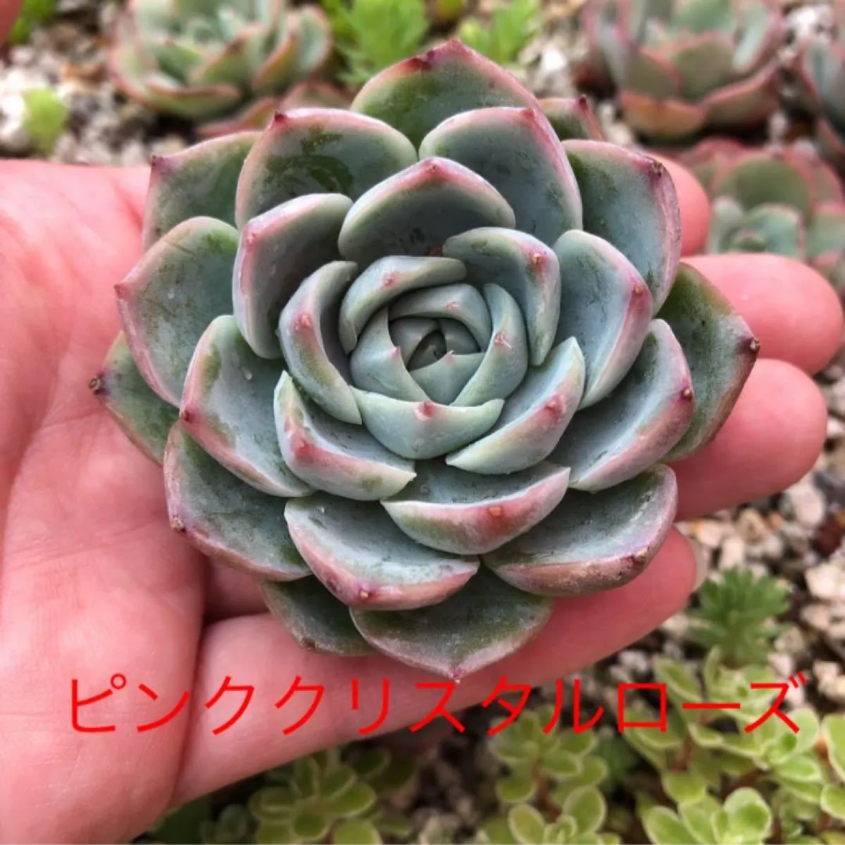 訳あり 多肉セット ちょこん ロメオ 付き | www