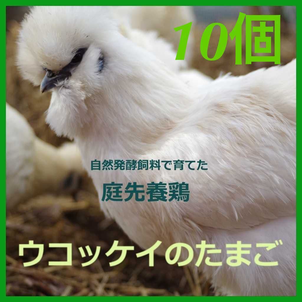 烏骨鶏の卵　ウコッケイの有精卵　10個　元気なたまごは美味しいたまご　_画像1