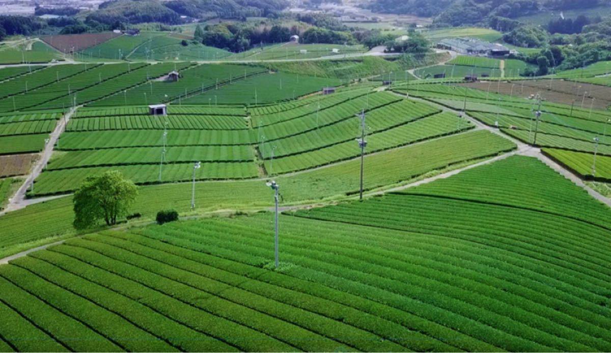 【九州銘茶】福岡県 八女茶 お正月 お茶 お茶っ葉入れ 詰め合わせ まとめ売り お茶っ葉 日本茶 緑茶 煎茶 老舗