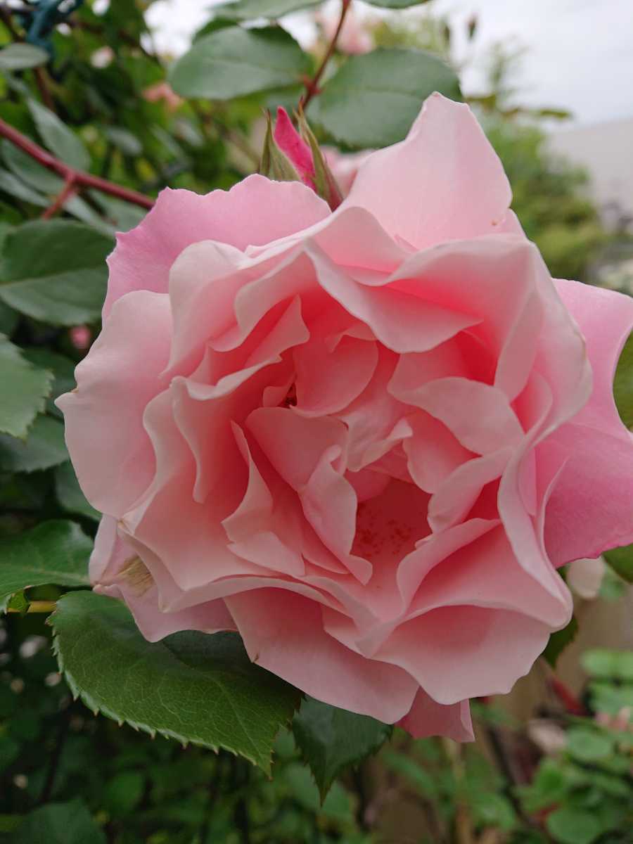 花の苗 ダフネ 蕾付 薔薇 バラ 売買されたオークション情報 Yahooの商品情報をアーカイブ公開 オークファン Aucfan Com