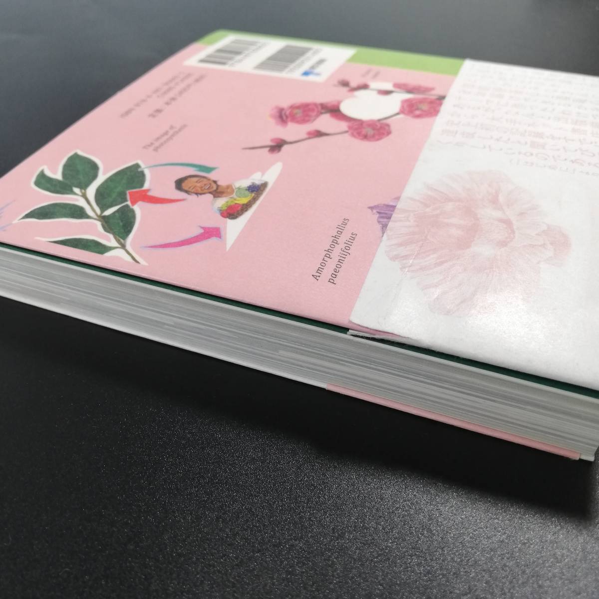 PayPayフリマ|はつみみ植物園 (著)西畠 清順 9784487808823 PayPayフリマ|はつみみ植物園 (著)西畠 清順 9784487808823