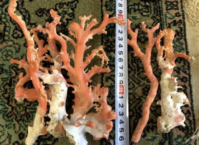 好評在庫 ヤフオク! 原木 総重量 441g 高知産 - 天然珊瑚 赤珊瑚 最新作定番