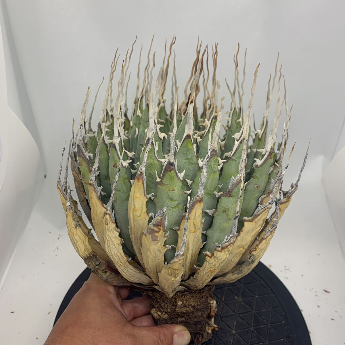 アガベ ユタエンシス エボリスピナ 陽炎 Agave utahensis eborispina