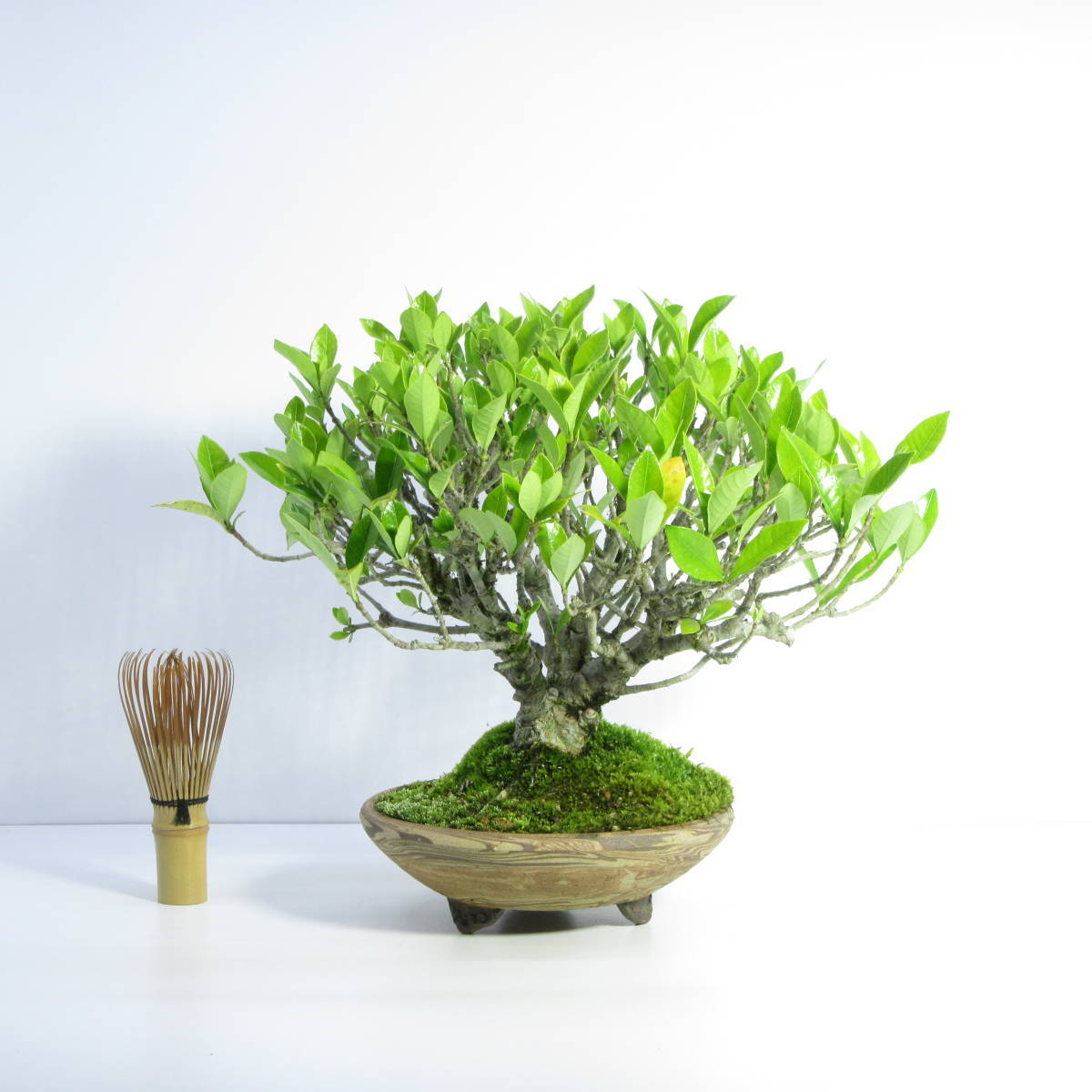 雑木・盆栽 】 小品盆栽 貴風盆栽 花物盆栽 太幹盆栽素材 『 梔子