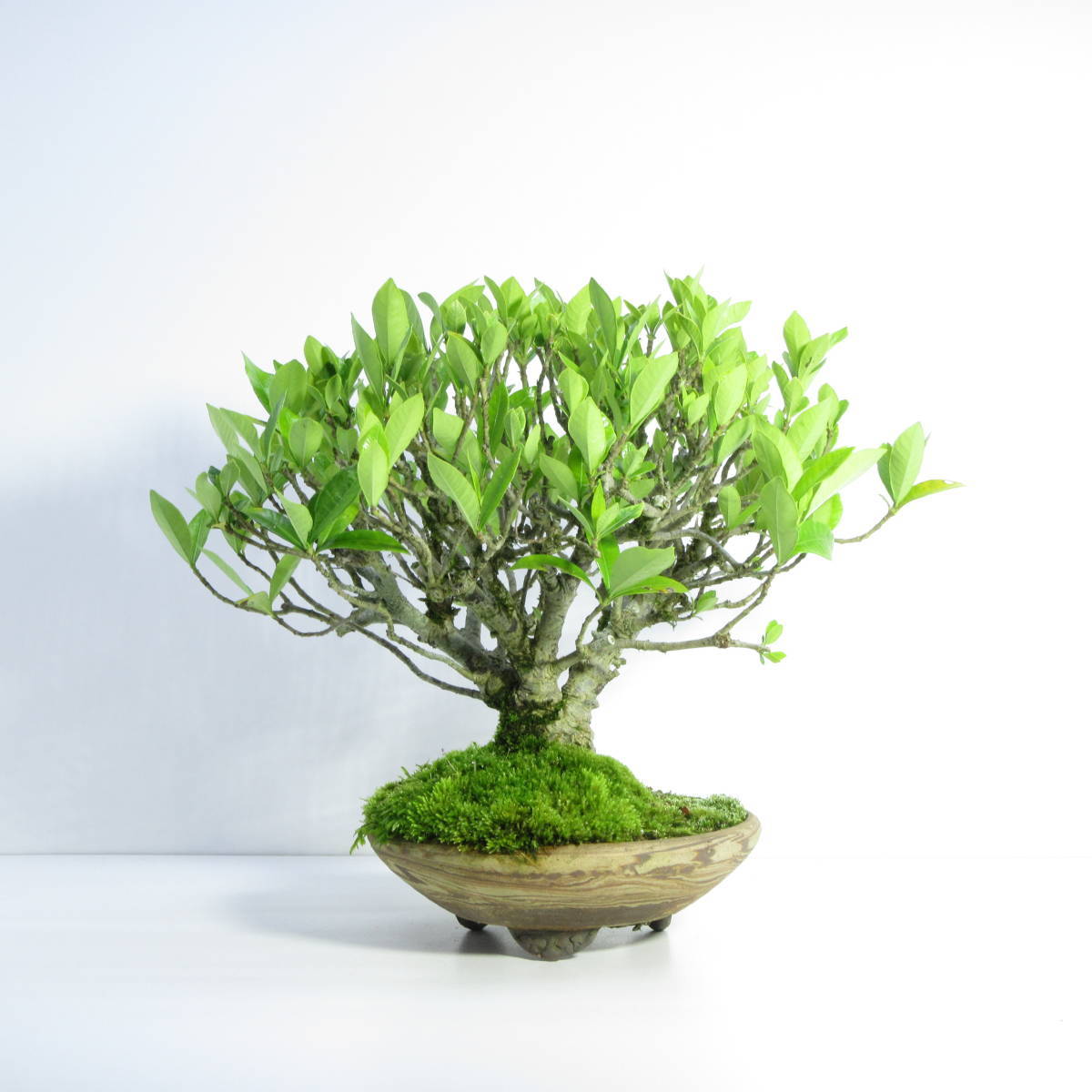 雑木・盆栽 】 小品盆栽 貴風盆栽 花物盆栽 太幹盆栽素材 『 梔子