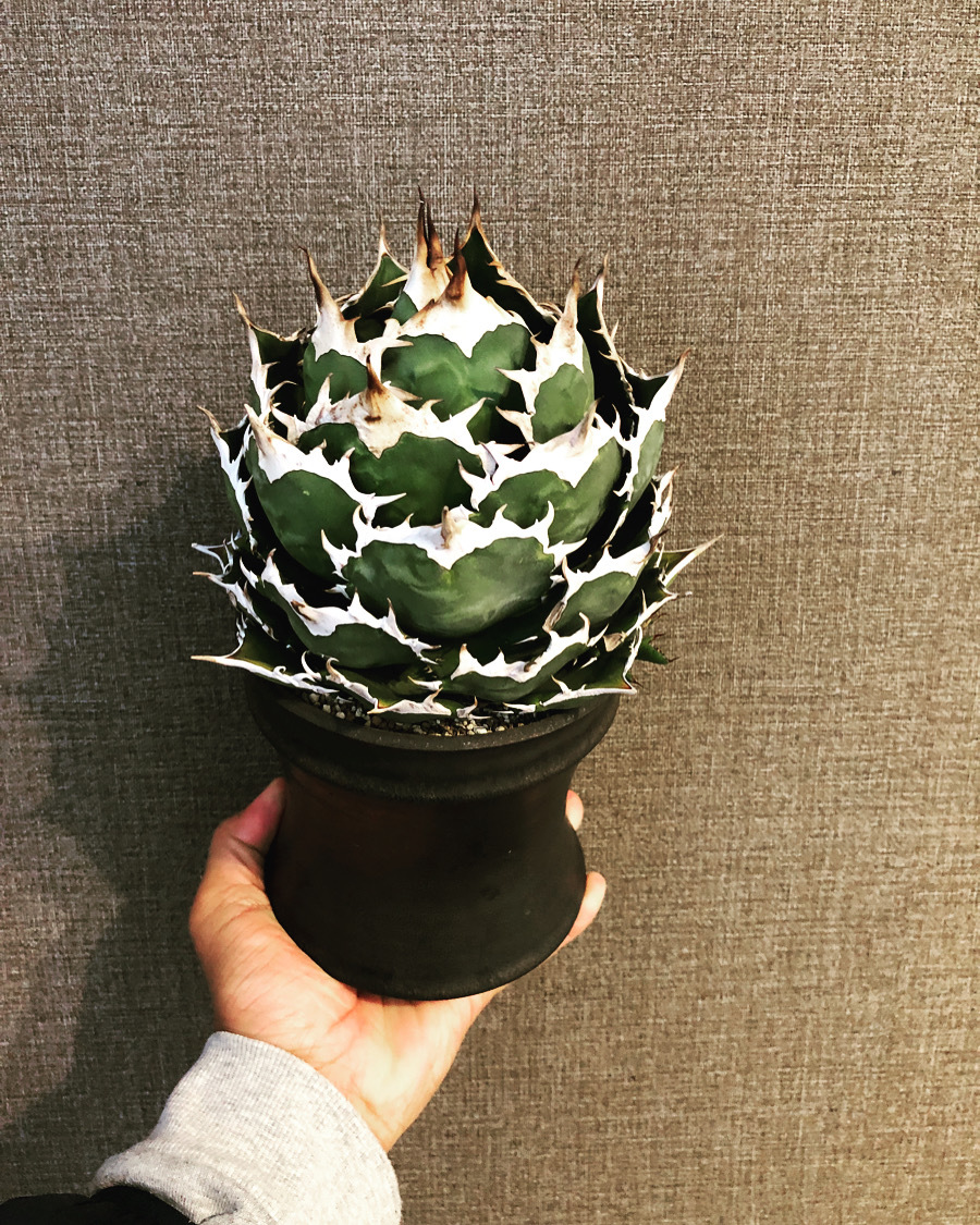 アガベチタノタ ボールタイプ 子株 オテロイ 白鯨 agave グラキリス