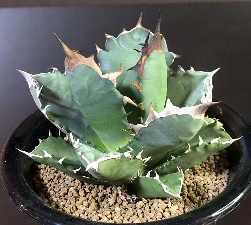 チタノータ Agave titanota アガベ 多肉植物 | nort.swiss