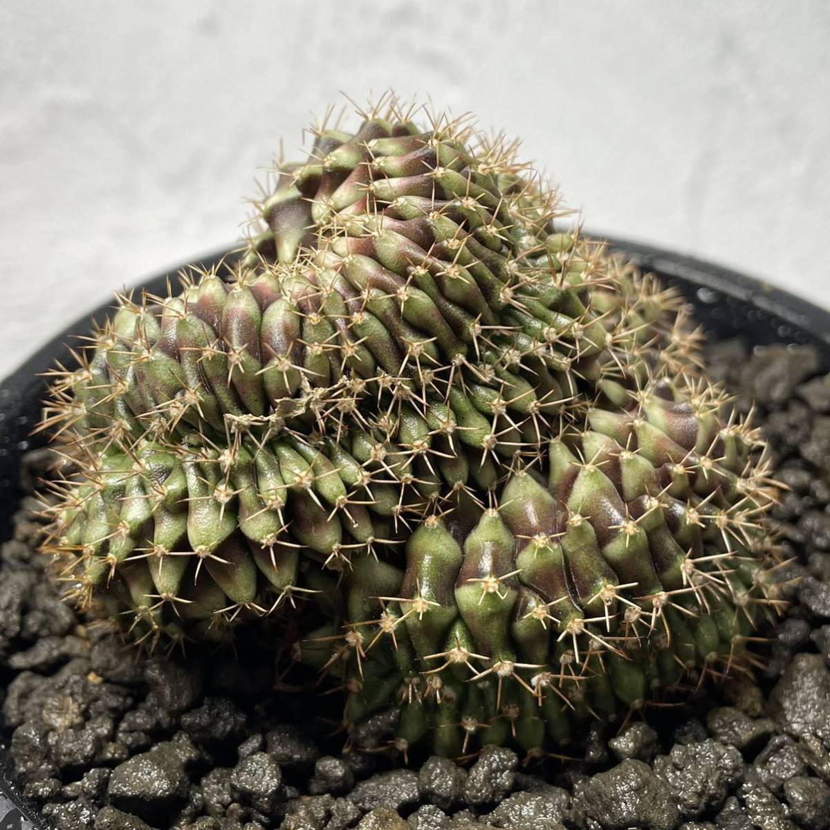 サボテン、ギムノカリキウム ミハノビッチ 植物 | www.vinoflix.com