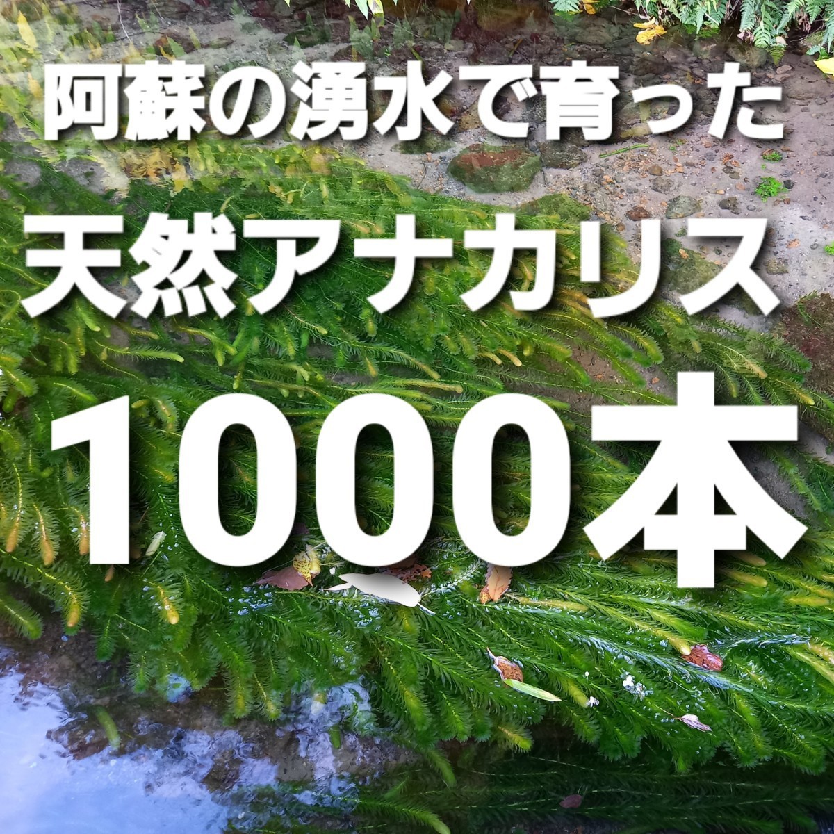 1000本以上 阿蘇の湧水で育った水草 天然アナカリス | www