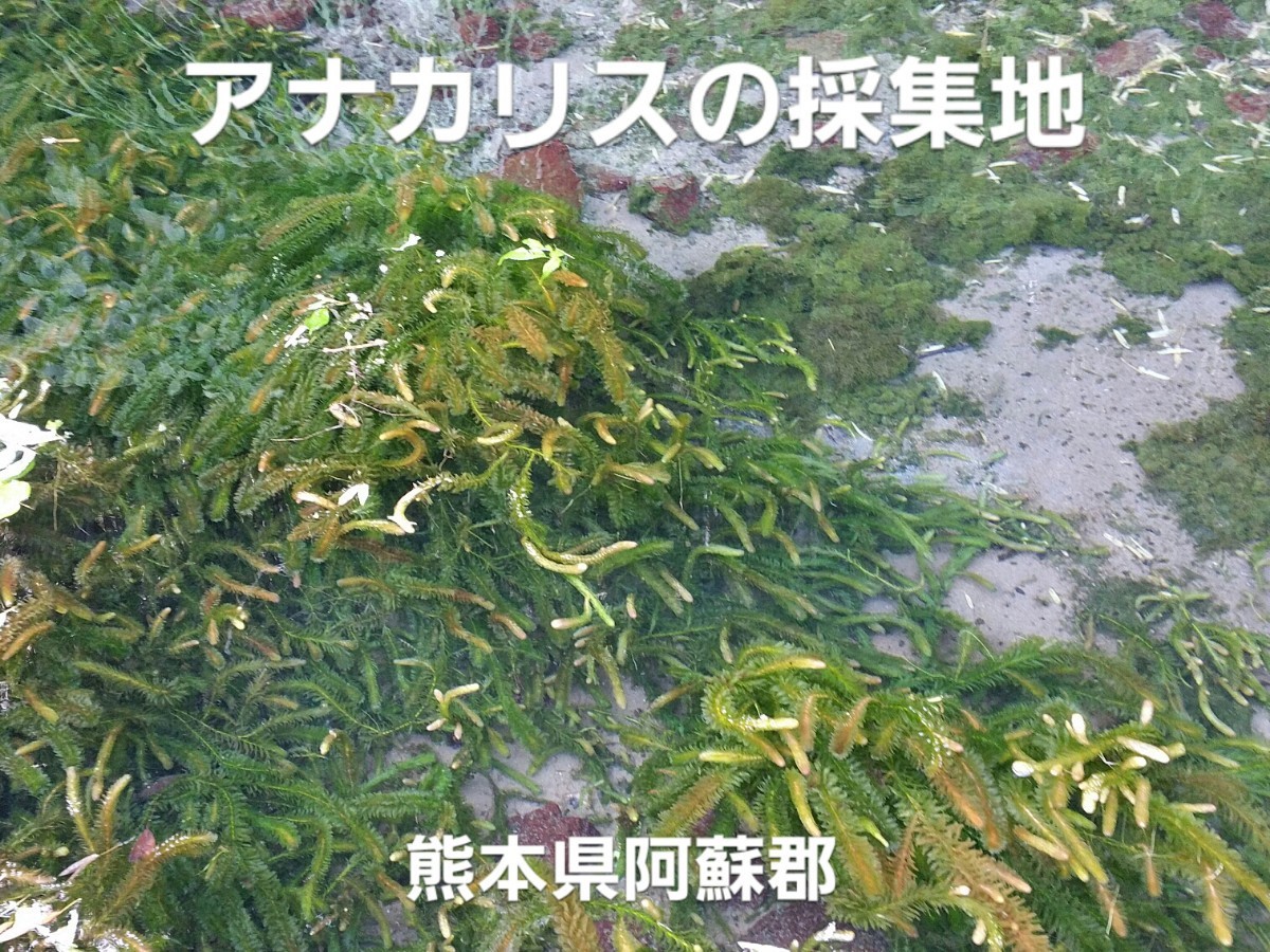 1000本以上 阿蘇の湧水で育った水草 天然アナカリス | www