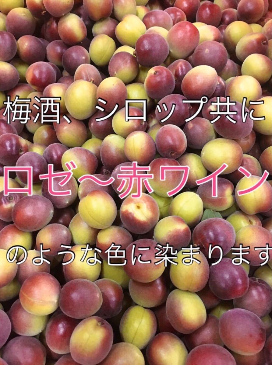 半額SALE/ 810.数量限定すもも約1kg 常温発送 general-bond.co.jp