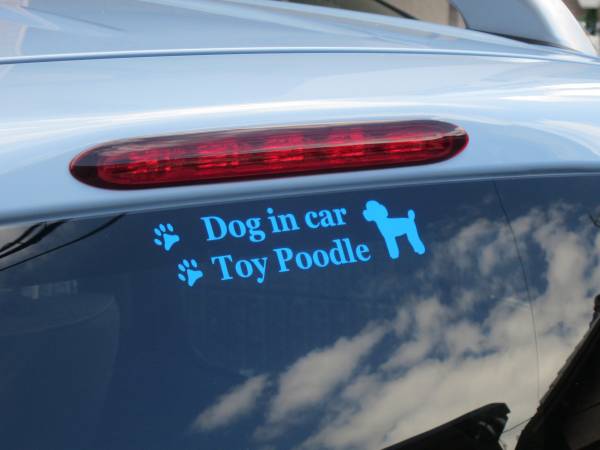 DOG IN CAR（犬が乗ってます）ステッカー　トイプードル 横長 　　　11_自動車（リアガラス）への貼り付け例