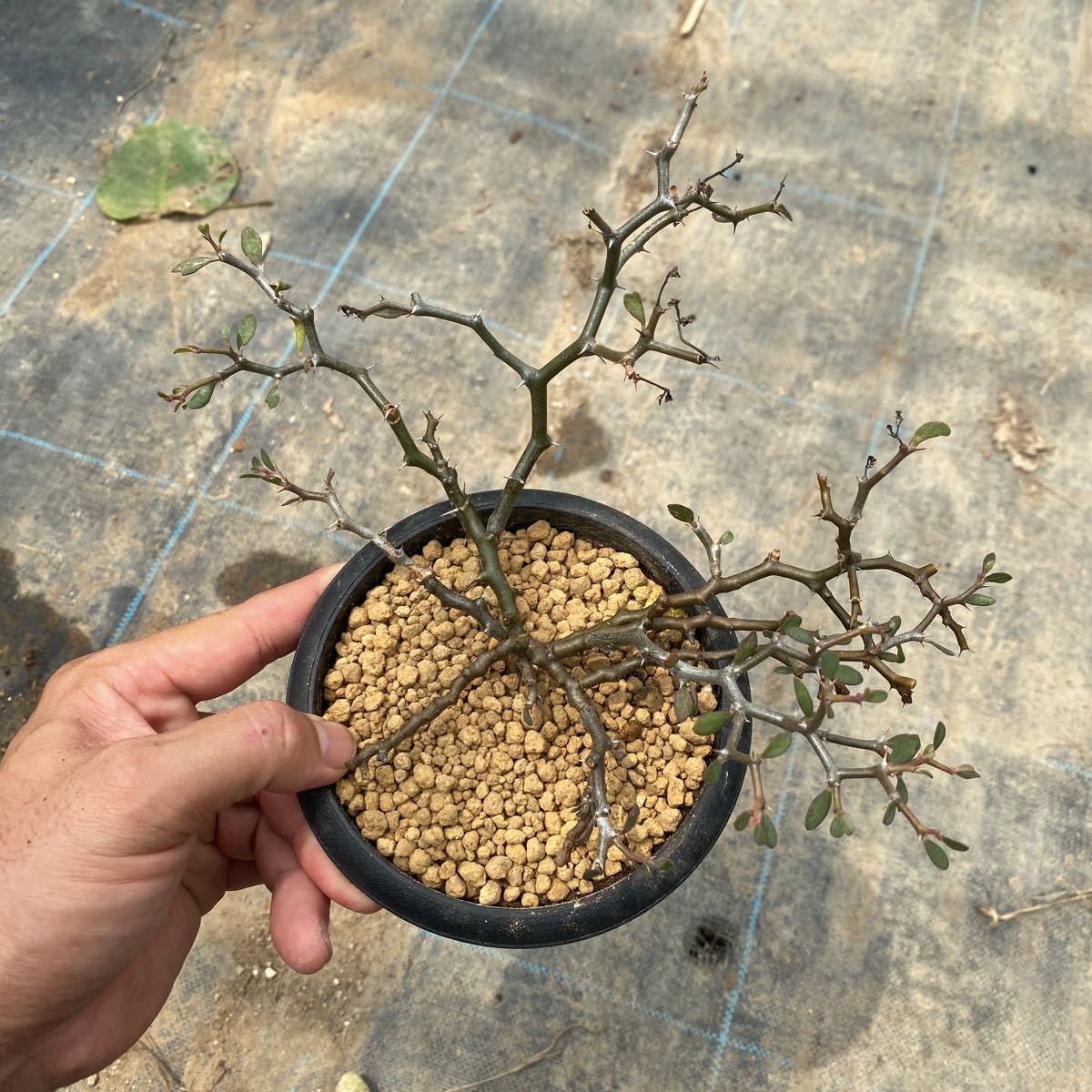 実生 デカリア・マダガスカリエンシス【Decarya 実生 デカリア・マダガスカリエンシス【Decarya