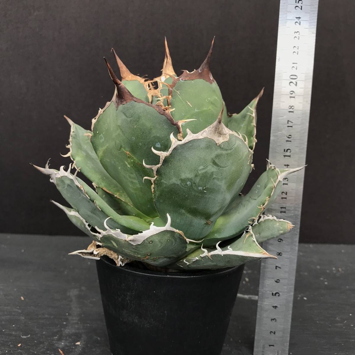 No.134【 AGAVE TITANOTA 】丸葉 特選株 アガベ チタノタ 塊根 コーデックス サボテン 多肉植物_画像3