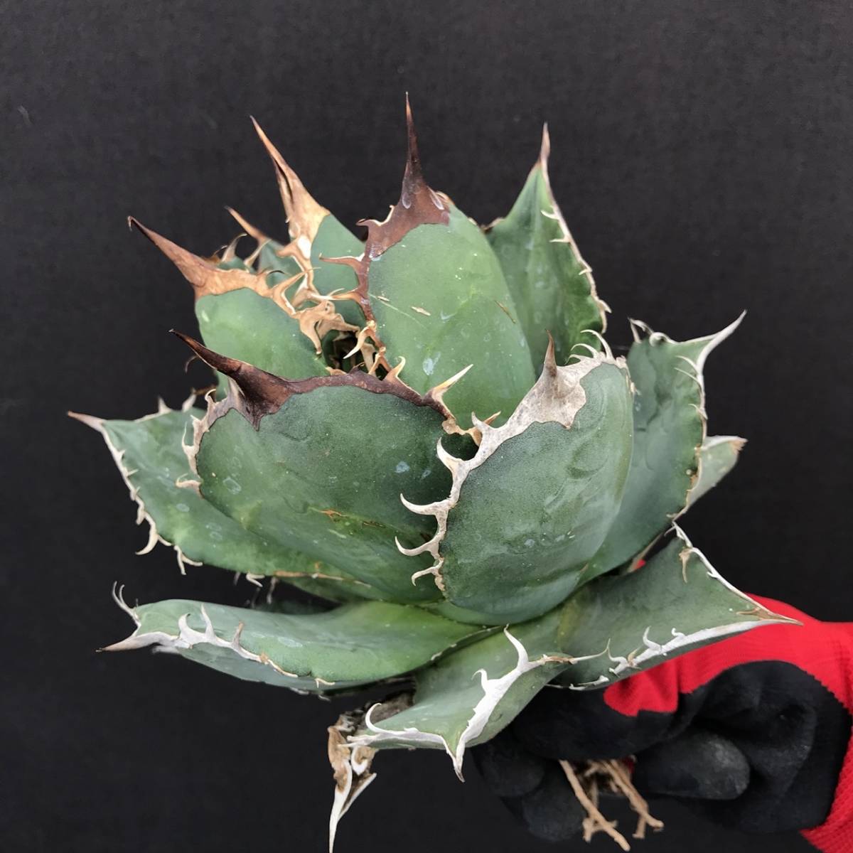 No.134【 AGAVE TITANOTA 】丸葉 特選株 アガベ チタノタ 塊根 コーデックス サボテン 多肉植物_画像1