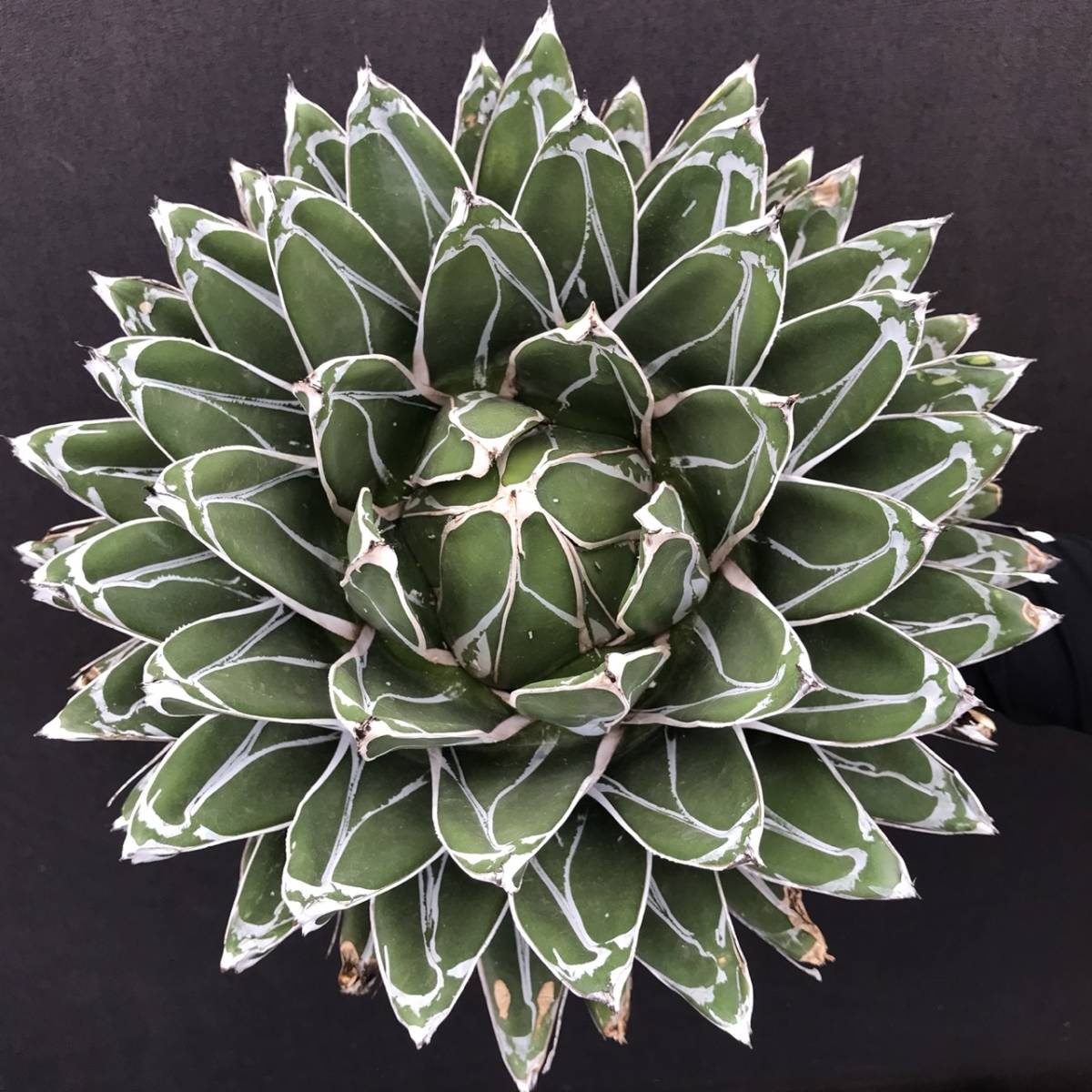 No.144【 AGAVE VICTRIAE-REGINAE COMPACTA 】 アガベ No.144【 AGAVE VICTRIAE-REGINAE COMPACTA 】 アガベ