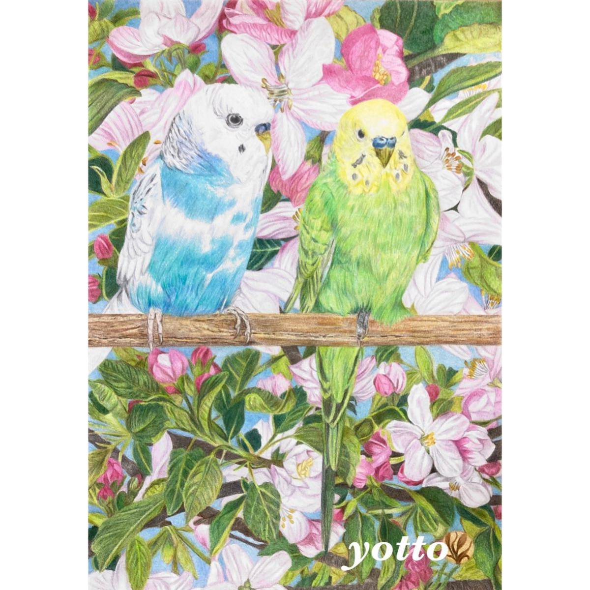  color pencil .[ small comfort .]A4* amount attaching ** hand ..* original picture * parakeet **yotto