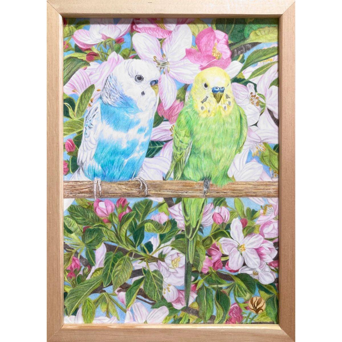  color pencil .[ small comfort .]A4* amount attaching ** hand ..* original picture * parakeet **yotto