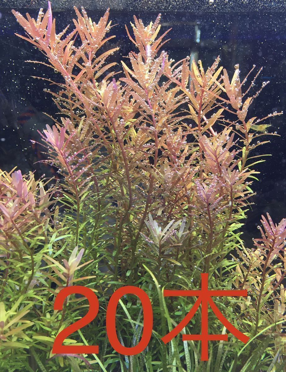 総合福袋 ロタラロトンディフォリアセンチ 5センチ50本 魚用品 水草 総合福袋 ロタラロトンディフォリアセンチ 5センチ50本 魚用品 水草