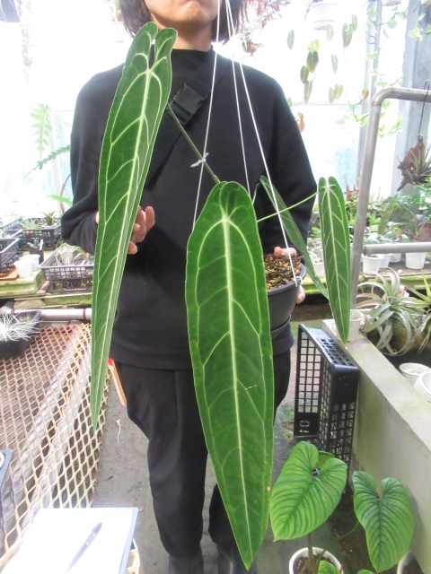 Anthurium warocqueanum アンスリウム ワロクアーナム 最大53％オフ！