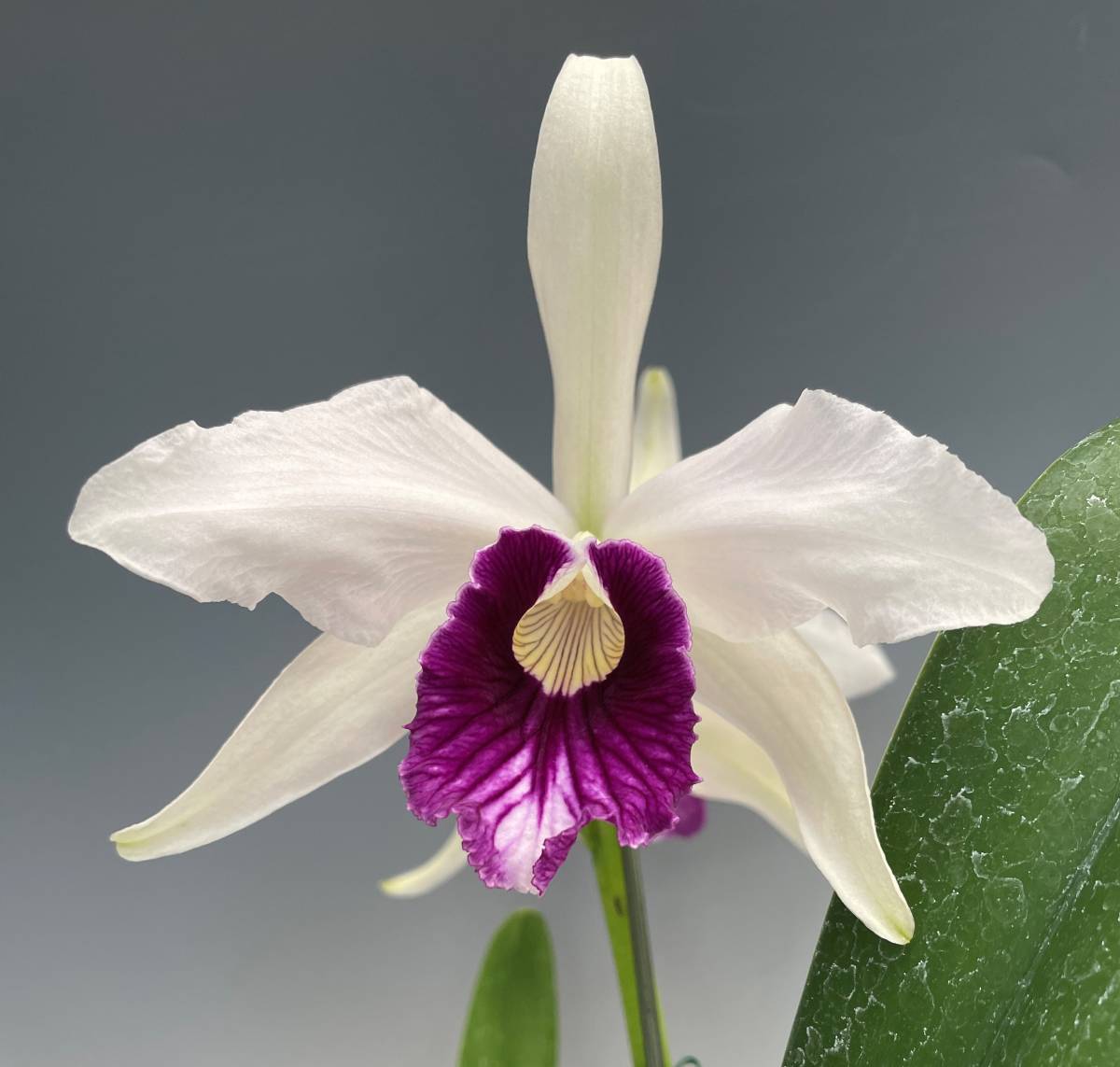 洋蘭 原種 カトレア 原産地由来 C Purpurata Roxo Violeta Eg108 Og ロショーヴィオレッタ 紫色リップの美花 2輪開花中 ラン 売買されたオークション情報 Yahooの商品情報をアーカイブ公開 オークファン Aucfan Com 洋蘭 原種 カトレア 原産地由来 C Purpurata Roxo Violeta Eg108 Og ロショーヴィオレッタ 紫色リップの美花 2輪開花中 ラン 売買されたオークション情報 Yahooの商品情報をアーカイブ公開 オークファン Aucfan Com