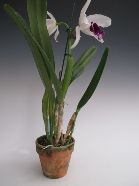 洋蘭 原種 カトレア 原産地由来 C Purpurata Roxo Violeta Eg108 Og ロショーヴィオレッタ 紫色リップの美花 2輪開花中 ラン 売買されたオークション情報 Yahooの商品情報をアーカイブ公開 オークファン Aucfan Com 洋蘭 原種 カトレア 原産地由来 C Purpurata Roxo Violeta Eg108 Og ロショーヴィオレッタ 紫色リップの美花 2輪開花中 ラン 売買されたオークション情報 Yahooの商品情報をアーカイブ公開 オークファン Aucfan Com