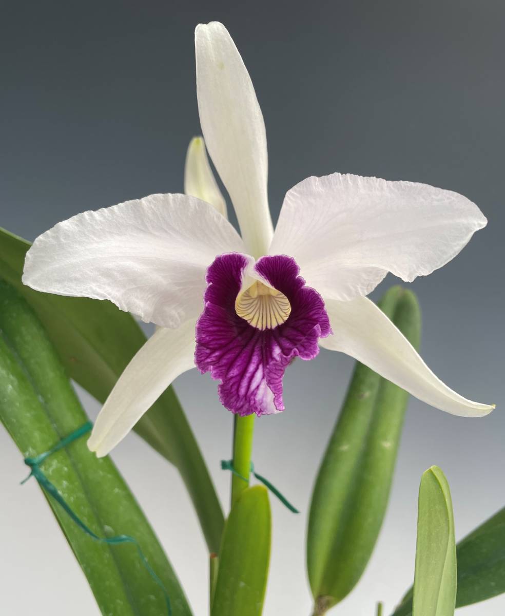 洋蘭 原種 カトレア 原産地由来 C Purpurata Roxo Violeta Eg108 Og ロショーヴィオレッタ 紫色リップの美花 2輪開花中 ラン 売買されたオークション情報 Yahooの商品情報をアーカイブ公開 オークファン Aucfan Com 洋蘭 原種 カトレア 原産地由来 C Purpurata Roxo Violeta Eg108 Og ロショーヴィオレッタ 紫色リップの美花 2輪開花中 ラン 売買されたオークション情報 Yahooの商品情報をアーカイブ公開 オークファン Aucfan Com
