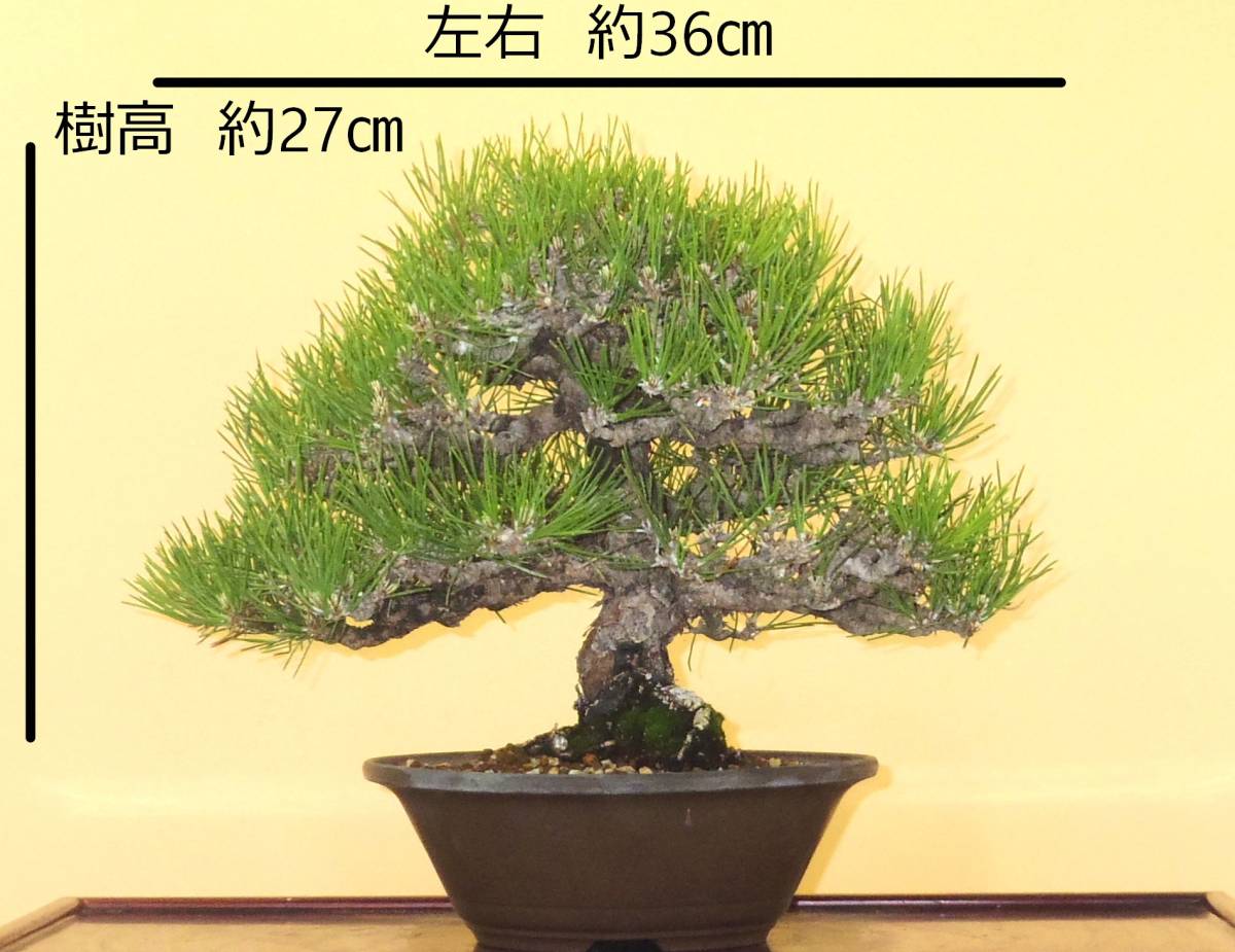 取りに来れる方大歓迎 【盆栽屋大和】黒松 自社配送も可 中品盆栽 独特な 【送料無料】 【盆栽屋大和】黒松 自社配送も可 取りに来れる方大歓迎 幹太 大品盆栽 その他