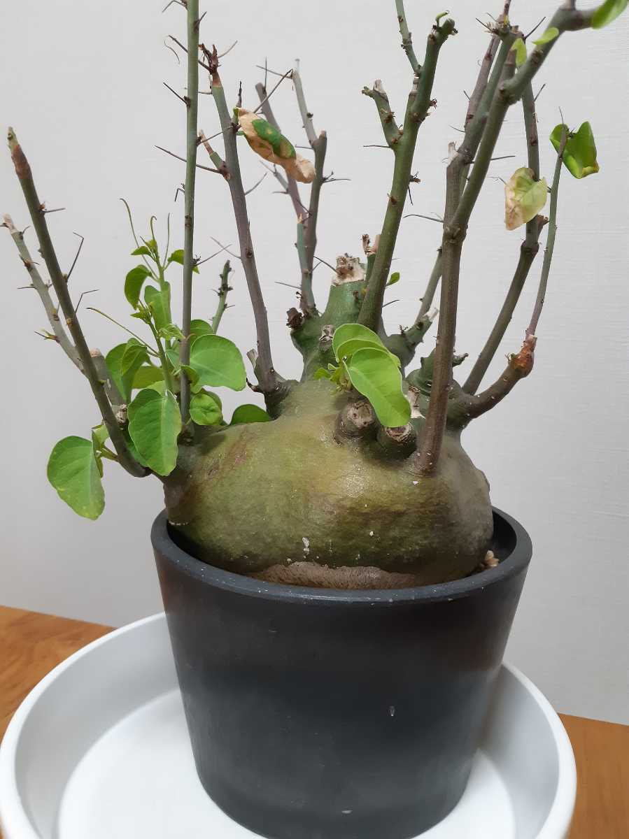 アデニア スピノーサ Adenia spinosa 発根済 良形 アデニア スピノーサ Adenia spinosa 発根済 良形