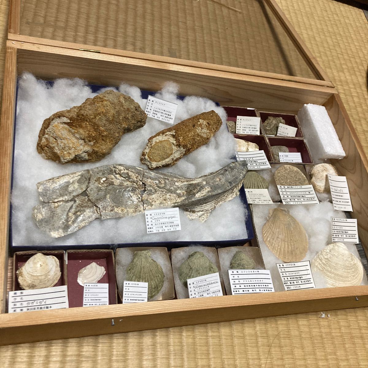 現在値下げ中【国産 化石標本】日本の化石 東北 宮城県 秋田県 現在値下げ中【国産 化石標本】日本の化石 東北 宮城県 秋田県