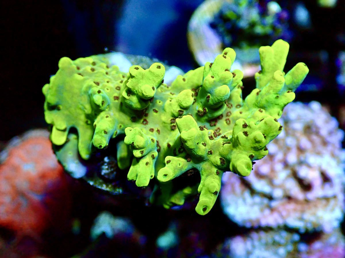 【UCA acropora pikachu】色揚げ個体 UCAピカチュウ オーストラリア産ミドリイシ サンゴ