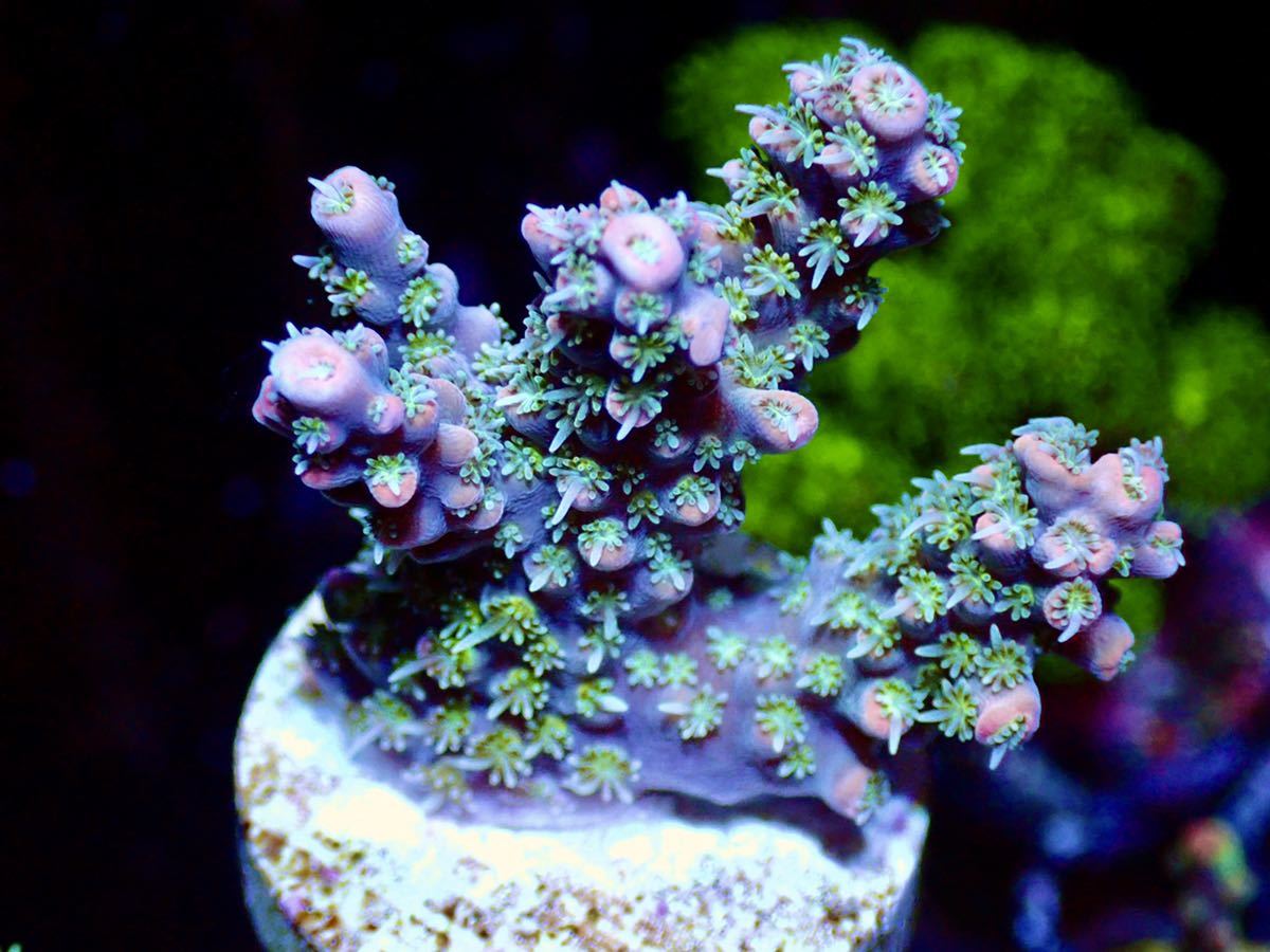 激レア個体【CDU ultra grade acropora coconut ice】色揚げ個体　オーストラリア産サンゴ　CDUミドリイシ　ココナッツアイス_画像1