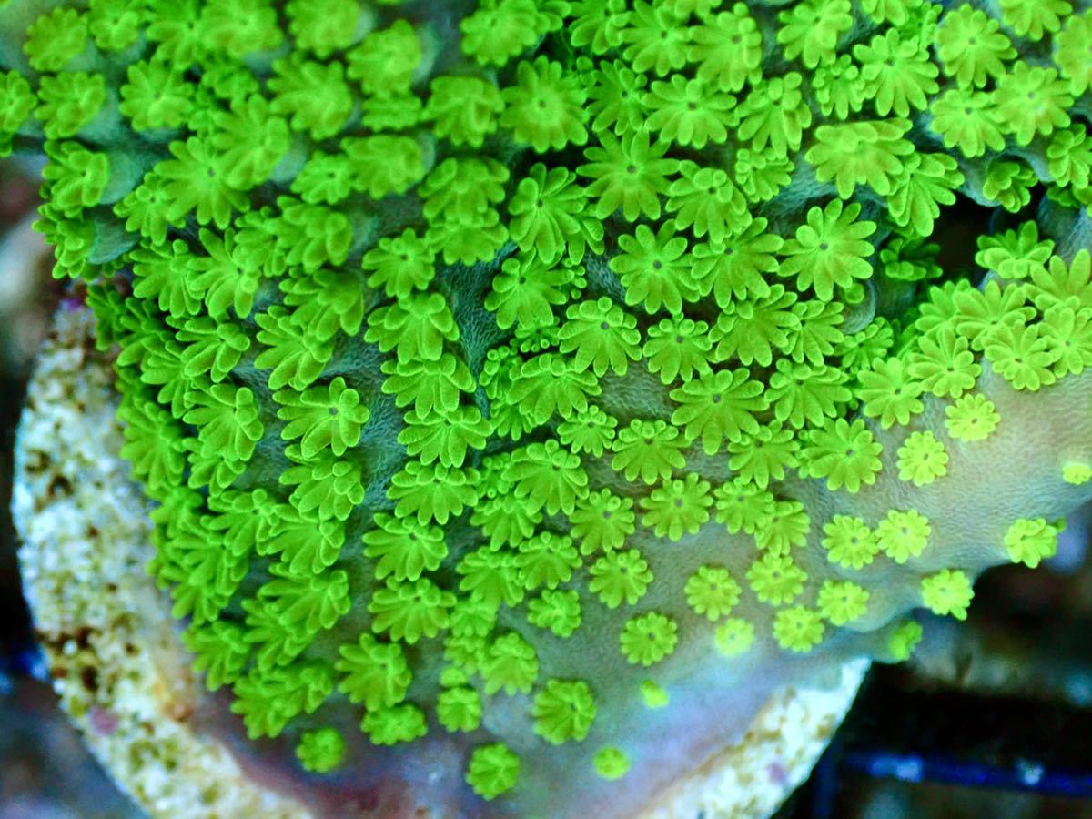 【AUS産 Acropora nana 】色揚げ個体　オーストラリア産サンゴ　スゲミドリイシ　骨格太め_画像4