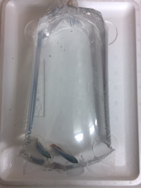 観賞魚用ポリ袋 0.06×180×450mm R18 100枚 熱帯魚 淡水魚 金魚 川魚 海水魚 メダカ　水草　パッキング 厚手タイプ_画像1