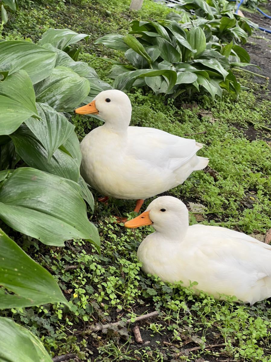 純白コールダック有精卵3個　のびのび平飼い_画像2