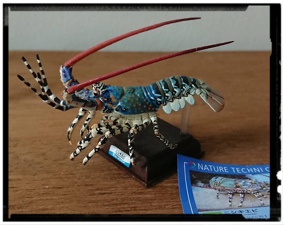 白 フリル付 ネイチャーテクニカラー ニシキエビ - その他