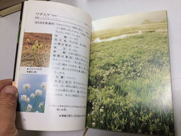 ●P309●尾瀬の植物図鑑●新井幸人里美哲夫●植物150種生態写真特徴見分け方観賞水芭蕉ワタスゲ日光キスゲ●1989年3刷●偕成社●即決_画像3