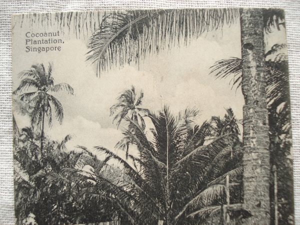 [ открытка с видом 1 листов ] SINGAPORE - Coconut Plantation /K.P. Hock No.49/ кокос план te-shon Singapore Vintage открытка 17-49