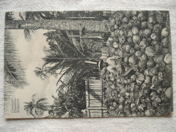 【絵葉書1枚】 SINGAPORE - Coconut Plantation /K.P. Hock No.49/ココナッツ プランテーション シンガポールヴィンテージ ハガキ17-49_画像6