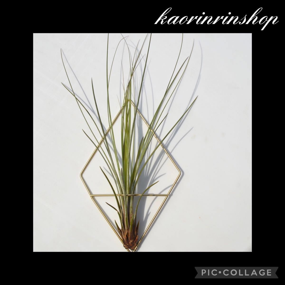 【大注目作品】ジュンセナ35センチ エアプランツ Tillandsia エアープランツ　観葉植物　インテリア　