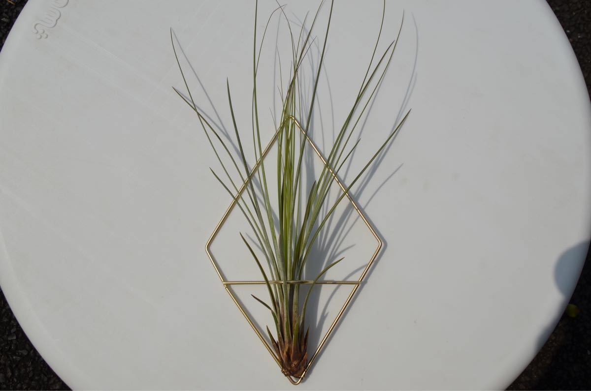 【大注目作品】ジュンセナ35センチ エアプランツ Tillandsia エアープランツ　観葉植物　インテリア　