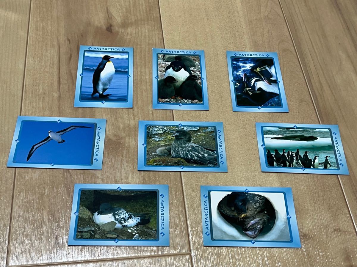 『匿名配送』『送料無料』国立極地研究所　南極動物図鑑　カード　8枚セット　ペンギン　カモメ　アザラシ　アホウドリ　